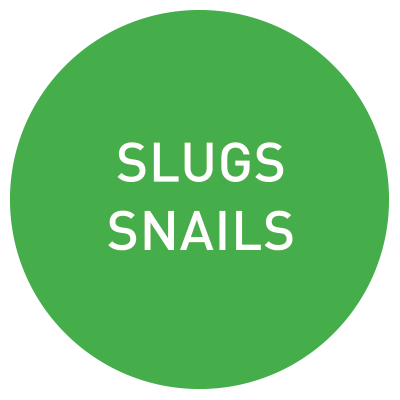 easytrap-roundel-slugs-snails